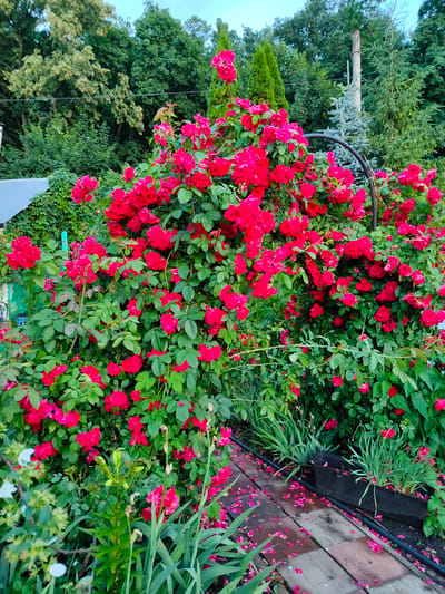 A vibrant cluster of bright red roses dominates the scene, their blooms abundant and lush, cascading over a dense bed of green foliage. Fallen rose petals are scattered across a pathway made of textured paving stones, suggesting a gentle breeze or recent shedding. Interspersed with the roses are other green plants, including a tall lily with unopened buds, and some smaller flowering plants with delicate white blossoms in the lower left corner. The pathway leads to a black planter filled with green foliage, possibly herbs or ornamental grasses. In the background, a variety of trees create a natural, verdant backdrop. The scene appears to be an outdoor garden, possibly a backyard in Starosemeikino, Russia. The lighting suggests it's either early morning or late afternoon, with soft, diffused light, and the presence of fallen petals and lush greenery imply a temperate season, likely summer. There is no visible text. The overall mood is one of natural beauty and peaceful abundance.