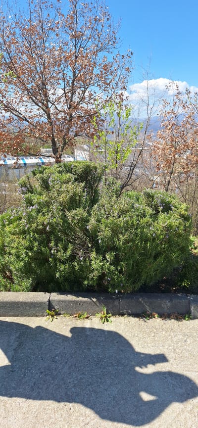The image shows a sidewalk in Elenovo, Bulgaria. A shadow of a person holding a phone taking the photo falls on the sidewalk. A raised curb divides the sidewalk from a planter area with a flowering rosemary bush. Behind the rosemary are deciduous trees, one with green leaves, and another with dead brown leaves. In the background, buildings and a blue sky with clouds are visible.