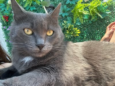 A close-up, eye-level shot captures a medium-haired grey cat with yellow-green eyes, looking directly at the camera. The cat has a small patch of white fur on its chest. Its ears are pointed, and its whiskers are visible. The background consists of a wall covered with artificial green foliage, with some artificial flowers in shades of red and purple. Sunlight illuminates the scene, casting shadows on the cat's fur. To the right, a person's arm and hand are visible, suggesting they are holding or petting the cat. The location is identified as Ravnishta, Bulgaria, but no specific landmarks or environmental cues within the image confirm this.