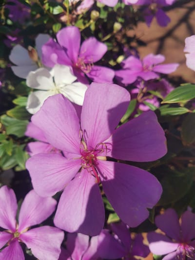 The image is a close-up shot of several pink and white flowers blooming in what appears to be a garden. The flowers are the main subject, with a few in sharp focus and others blurred in the background. The lighting suggests it is daytime, with shadows casting across some of the petals. The foliage is green, indicating a natural outdoor setting. There is no indication of the specific location in Obligado, Paraguay, or any people or actions.