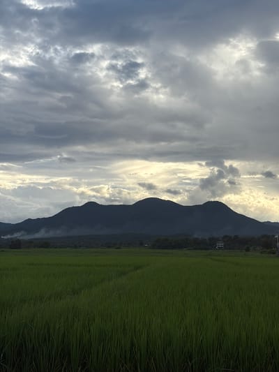 A wide shot captures a verdant rice paddy in the foreground, its tall green stalks stretching towards the viewer and receding into the distance. Beyond the field, a line of dark, mist-shrouded mountains forms the middle ground, their peaks softened by the atmospheric haze. A scattering of trees and a few small buildings are visible nestled at the base of the mountains. The sky above is a dramatic canvas of heavy, gray clouds, broken in places by shafts of bright, diffused sunlight that illuminate the scene with an ethereal glow. The overall impression is one of a rural landscape in the vicinity of Ban Pong, Thailand, under a dynamic and overcast sky.