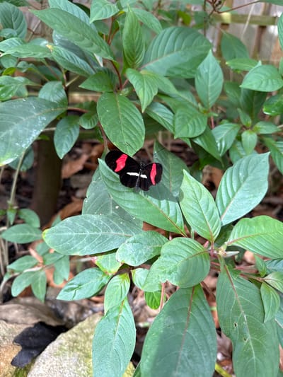 A butterfly with black wings, red bands, and white dots rests on a light green leaf. The butterfly is positioned centrally in the image and is surrounded by other green leaves of the same plant. There is dappled light and shadow on the leaves and surrounding ground. The ground is covered with brown leaf litter and there is a hint of a rock in the lower right corner. The photo was taken in Stratford-on-Avon, United Kingdom.