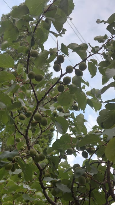 This is a close-up, low-angle shot of an apricot tree with many small, green, unripe apricots hanging from its branches. The tree is laden with fruit, and the leaves are a lush green. The sky is visible through the branches, with some clouds. The image appears to be taken outdoors, possibly in a garden or orchard. There are no people or animals visible in the image. The scene is located in the city of Ak-Terek, Kyrgyzstan. The overall impression is one of natural abundance and the promise of future harvest.