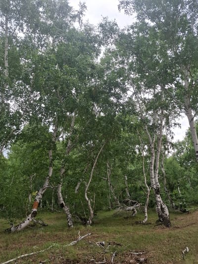 A grove of birch trees with white, peeling bark and dense green foliage stands on a grassy incline. Some of the trees are slender and upright, while others are bent and twisted, with branches reaching out like arms. In the foreground, dry grass and fallen branches litter the ground. The sky above is overcast and pale. The image was taken in Orta-Bulak, Kazakhstan.