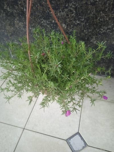 This is a medium shot, eye-level photograph of a potted plant with small pink flowers hanging against a dark, speckled wall. The plant has dense, green foliage with thin, needle-like leaves and is suspended by a light brown string or wire. Several small, vibrant pink flowers are visible among the leaves. The background wall appears to be made of dark stone or concrete with lighter speckles. Below the plant, a light-colored tiled floor is visible, with dark grout lines creating a grid pattern. One of the floor tiles has a darker, square inlay. The lighting suggests it could be daytime, possibly indoors or in a shaded outdoor area. There is no visible text in the image.
