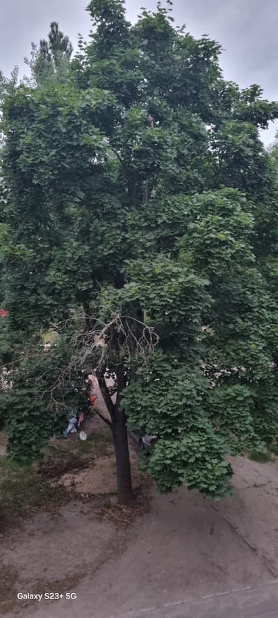 This image, taken in Shostka, Ukraine, shows an outdoor scene dominated by a large, leafy tree. The perspective is from above, looking down at the tree and its surroundings. The tree's branches are thick with dark green leaves, and some bare, tangled branches are also visible, suggesting parts of the tree may be dead or dormant.
At the base of the tree, several objects are scattered on the ground. These include an orange chainsaw, a white plastic bag, and some colorful pieces of fabric, possibly clothing or blankets. Two people are partially visible near the objects, one seemingly sitting or lying down, partially obscured by the leaves and branches.
The ground around the tree is a mix of dirt and gravel, with some dry leaves and sparse vegetation. A paved surface, likely a road or pathway, runs alongside the edge of the scene. The sky above is overcast and appears a pale gray, indicating a cloudy or possibly rainy day. The overall lighting suggests it is either early morning or late afternoon.
The timestamp "Galaxy S23+ 5G" is visible vertically along the right edge of the image. There are no other discernible text elements. The scene appears to be a quiet, possibly residential or park-like area, with the presence of tools and personal items suggesting some sort of activity or rest taking place under the tree.