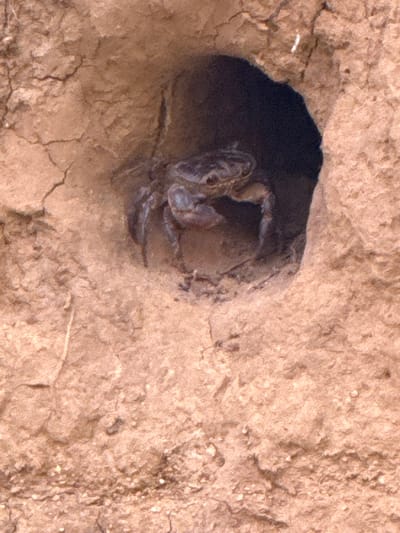 A crab is partially visible in a hole in the ground, possibly a burrow. The crab is facing towards the viewer and appears to be resting or seeking shelter. The ground is dry and cracked, composed of earthy material. The lighting suggests it is daytime. The location is Mevoot HaHermon Regional Council, Israel.