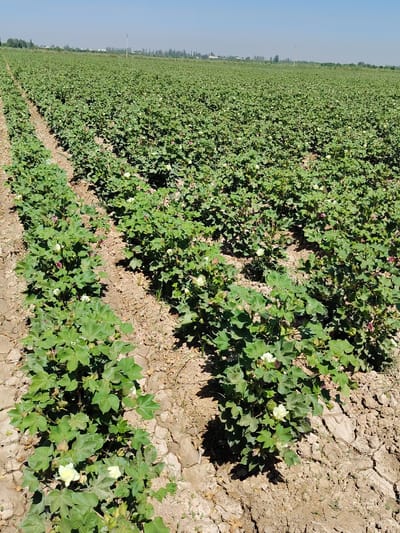 The image depicts a vast, evenly planted field of cotton plants under a clear blue sky. The plants are green and lush, with visible white and pinkish-purple flowers, indicating they are in bloom. The field is organized in neat rows, with visible furrows between them. The soil is dry and cracked, suggesting arid conditions. In the distance, a treeline and some buildings can be seen, hinting at a rural or agricultural setting. The overall scene is one of expansive agriculture, characteristic of the region. The location is identified as the city of Chimkurgan, Uzbekistan, a region known for its cotton production. There are no people or animals visible in the image.