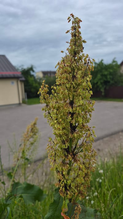 The image depicts a close-up view of a flowering plant with a branched stem covered in small, greenish-brown buds and seed structures. The plant appears to be outdoors, possibly in a garden or natural setting, with out-of-focus greenery and a paved pathway visible in the background. A light gray, overcast sky suggests it may be a cloudy day. The focus is on the intricate details of the plant's flowering parts, some of which show signs of drying or browning. There are a few small black insects visible on the plant, possibly ants. The overall scene is natural and serene, with a sense of early summer or late spring given the green foliage and budding flowers. The location is identified as Krauja, Latvia, though no specific landmarks are clearly discernible. The image is taken vertically, with the plant stem running diagonally across the frame.