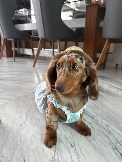 The scene depicts a dapple long-haired dachshund dog positioned centrally indoors, likely in a residential setting in Zapopan, Mexico, as per provided context. The dog faces slightly to the viewer's right, wearing a light blue dress with white ruffled trim and subtle yellow/white patterns, along with a small, light-colored woven straw hat on its head. Its coat features a variegated pattern of brown, tan, and darker mottled patches. The dog's eyes are dark, and a thin white string is visible near its nose, likely part of the hat's securing mechanism. The floor is light grey marble with distinct dark grey veining. In the out-of-focus background, modern dining furniture is visible, including chairs with dark gray upholstered backs and wooden legs, and a table with a light-colored surface. The environment is well-lit.