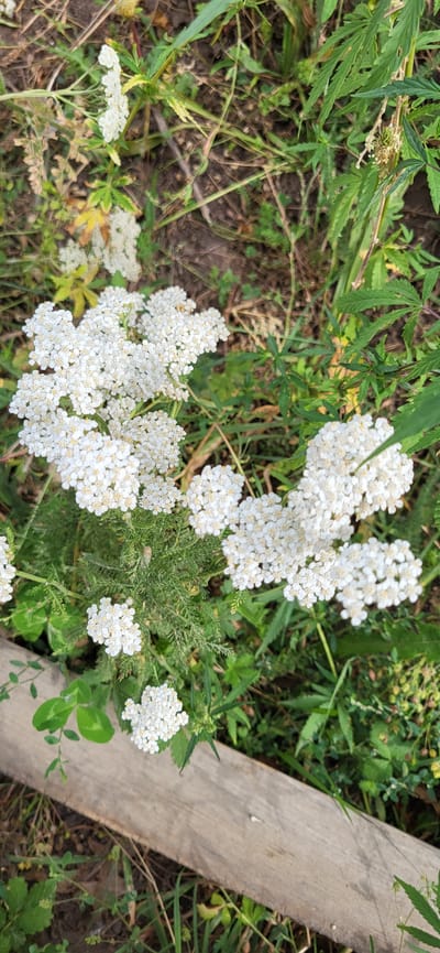 The image shows a close-up, aerial view of yarrow flowers (Achillea millefolium) in bloom. The flowers are small, white, and clustered together in flat-topped inflorescences. They are surrounded by green foliage, including some fern-like leaves and broader, serrated leaves characteristic of other plants in the area. A weathered wooden plank runs horizontally across the lower portion of the image, partially obscuring the ground and vegetation. The scene appears to be in a natural or semi-natural environment, possibly a field or roadside, with dappled sunlight suggesting an outdoor setting. The location is identified as Сырымбет, Kazakhstan. No people are present in the image.
