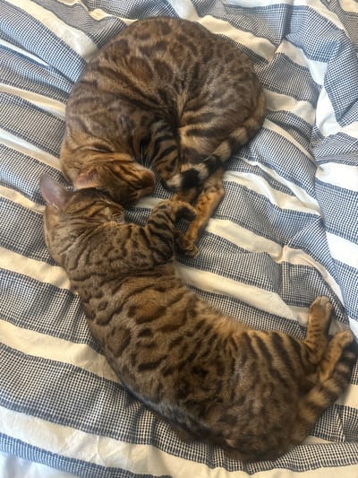 The image displays two felines, both exhibiting brown and black spotted/marbled coats characteristic of a Bengal breed, resting on a bed within a residence in Waverley, United Kingdom. The bedding consists of a white fabric patterned with alternating horizontal stripes, featuring solid white bands and blue bands with a fine white grid texture. The upper feline is curled into a tight C-shape, with its head tucked and eyes closed, positioned slightly above and to the left of the lower feline. The lower feline is stretched in an elongated, curved posture, also with closed eyes, with its head resting near the midsection of the upper animal. Both felines are still, indicating a state of sleep or deep rest, with their bodies in contact.