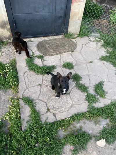 A black cat sits on the left side of the image, facing away from the camera and looking towards a dark metal door. In the center of the image, a black and tan dog sits on a patio made of irregular grey stones, looking directly at the camera. Green grass and small white and yellow flowers grow between the stones and around the patio. A section of chain-link fence is visible on the right side of the image, and a patterned doormat is placed in front of the door. The scene appears to be an outdoor area, possibly a yard or entryway, in the city of Rozkvit, Ukraine.