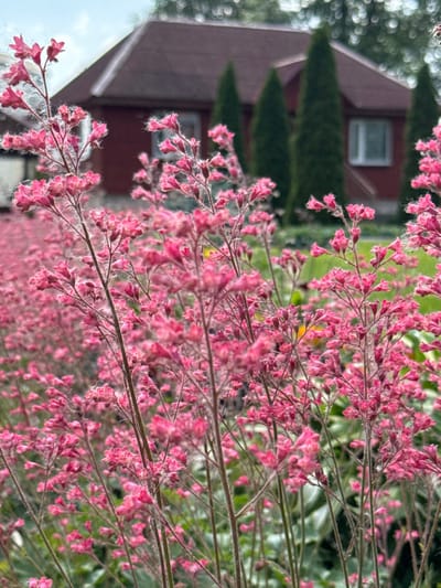 In Chudovo, Russia, this image captures a close-up view of a dense cluster of small, bright pink flowers, likely Heuchera, in the foreground. These delicate blossoms are supported by thin, vertical stems, some of which are covered in fine, white fuzz. Behind the vibrant flowers, a two-story house with a dark red roof and siding is partially visible, featuring a white-trimmed window. Several tall, conical evergreen trees stand in a line between the foreground flowers and the house, creating a natural screen. The background is softened and blurred, suggesting a garden or yard setting on an overcast day.