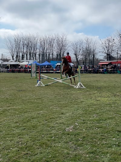 The image displays an outdoor equestrian show jumping event taking place in Kardam, Bulgaria. A bay horse, ridden by a single individual wearing a red jacket, black helmet, white breeches, and dark boots, is captured mid-air, clearing a wooden cross-pole obstacle. The obstacle consists of two white vertical standards with blue and green accents, supporting two poles forming an 'X' shape, with the lower pole appearing green and white. The event is set on a large, green grassy field with visible patches of sparser vegetation, under an overcast sky. In the background, a horizontal line of bare deciduous trees is present. Beneath the trees, numerous spectators are gathered behind a low barrier. Several temporary structures are visible, including multiple white vendor tents on the left, a blue tent, and a white van positioned towards the mid-right. A red food truck, surrounded by a crowd of people, is on the far right side of the scene.