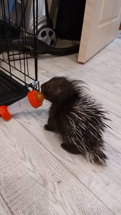 A young porcupine is being fed from a bottle on a wooden floor. The porcupine is dark brown with white quills protruding from its back. It is leaning forward, with its nose touching the nipple of an orange and white baby bottle. The bottle is being held by an unseen hand. In the background, to the left, is a black metal cage, possibly a pet carrier. To the right, a light-colored wooden door is visible. The flooring appears to be made of light-colored wooden planks. The scene is indoors, and there is no indication of a specific location in the city of Зелёный, Russia.