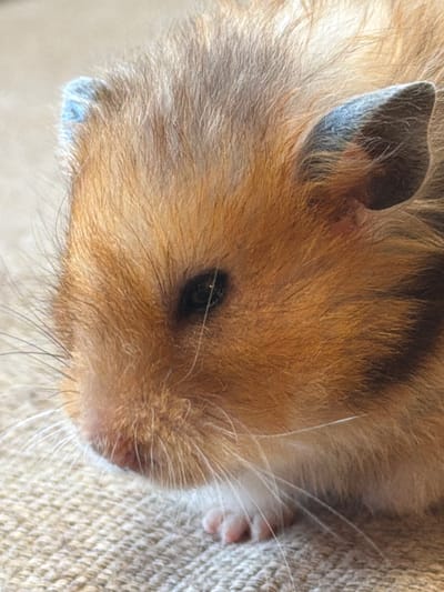 The image is a close-up, high-angle, eye-level shot of a fluffy, light brown and tan hamster. The hamster's fur is predominantly a warm, golden brown with lighter tan accents. Its ear is visible on the left side of the frame, appearing dark grey on the inside with lighter fur around the edges. The hamster's eye is dark and round, with a glint of light reflecting off its surface. Long, thin whiskers extend outwards from its snout. The hamster is resting on a textured, light-colored surface, possibly a blanket or fabric, which has a woven pattern. The background is out of focus, suggesting a shallow depth of field, which keeps the viewer's attention solely on the hamster. The lighting appears to be natural, casting soft shadows and highlighting the texture of the hamster's fur. No text is visible in the image. The scene evokes a sense of calm and domesticity, likely captured in a home environment within Tabasalu alevik, Estonia. The image focuses entirely on the hamster, with no other subjects or objects prominent in the frame. The time of day and weather are not discernible from the image itself.