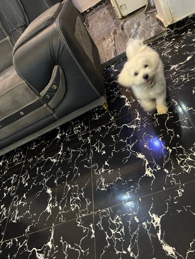 A small, fluffy white dog with dark eyes and a pink tongue is the main subject of this indoor image, positioned on a black tiled floor with white veining. The dog appears to be looking up and slightly to the left, with its tongue peeking out. To the left of the dog, a portion of a white appliance or piece of furniture is visible, with some wires or cords. In the foreground, a large, dark leather sofa with white stitching is prominent, taking up the bottom left portion of the frame. The floor tiles have a glossy, marbled appearance. The lighting suggests it is daytime, possibly with artificial light contributing to the scene. The setting appears to be a domestic interior. No visible text is present in the image. The overall mood is casual and domestic, with the dog as the focal point of attention. The context of Takau, Nigeria is noted, but there are no specific visual cues in the image to confirm this location.