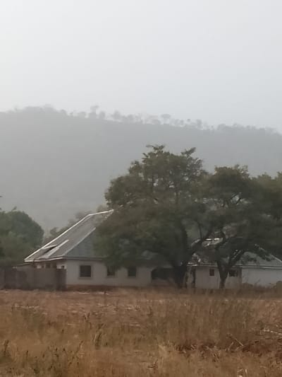 This image depicts a single-story building situated within a dry, grassy landscape in Jibam, Nigeria. The building features a light-colored facade and a prominent grey, sloped, corrugated metal roof, with a section on the left appearing slightly raised or damaged. Several rectangular windows are visible on the building's front. A large, mature tree with dense green foliage stands centrally in front of and to the right of the building, partially obscuring it. The foreground consists of tall, dry, golden-brown grass. In the background, hazy, tree-covered hills or mountains rise under an overcast, light grey sky. No individuals or active elements are present in the scene.