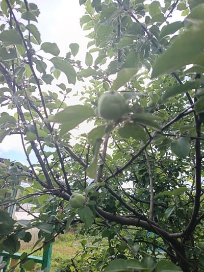 The image is a low-angle shot looking up through the branches of an apple tree, likely in Koryazhemka, Russia, given the context. The sky is visible through the dense green foliage, which is illuminated by daylight. Two small, unripe green apples are present on the branches, one in the upper center and another towards the bottom left. The branches are dark brown and somewhat gnarled. In the background, a green wooden fence and a portion of a greenhouse structure are discernible, suggesting a residential or garden setting. The overall scene depicts a natural environment with signs of human cultivation.