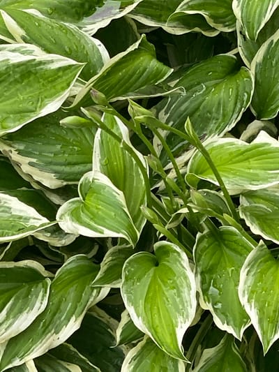 A close-up, overhead shot captures a dense cluster of variegated hosta leaves, predominantly green with creamy white edges. The leaves are glistening, indicating they are wet, possibly from recent rain or dew. Some leaves show distinct veining, and a few have small droplets of water collected on their surfaces. Interspersed among the leaves are several slender, green stems, some with small, unopened buds. The overall impression is one of lush, healthy foliage. The setting appears to be a garden or landscape, given the natural arrangement of the plants. The lighting suggests it is daytime, though the presence of water implies potentially overcast or post-rain conditions. There is no visible text in the image. The location context is Pointe-Claire, Canada.
