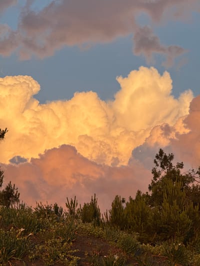 The image depicts a natural scene with a prominent sky filled with dramatic clouds illuminated by warm, golden light, suggesting a sunset or sunrise. The clouds are voluminous and textured, with hues ranging from bright yellow and orange to soft pink and hints of grey. Below the sky, a line of dark green evergreen trees, likely pines, forms the middle ground. These trees have a dense, spiky foliage and vary in height. In the foreground, a rough, earthy ground slopes upwards, covered with various types of green vegetation, including grasses and smaller plants. The overall impression is one of a serene, natural landscape. There are no people or man-made structures visible in the image. The location is identified as Shekvetili, Georgia, a coastal town known for its natural beauty.