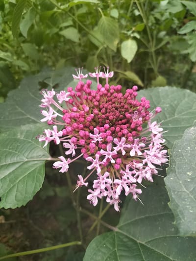 A close-up, overhead shot showcases a vibrant cluster of pink flowers in bloom. The flowers are delicate, with five petals each and thin, dark stamens extending from the center. They are arranged in a dense, spherical inflorescence, with smaller buds still tightly closed at the center, transitioning to fully opened flowers at the edges. The flowers are a bright, fuchsia pink, with some appearing a lighter, almost lavender hue. Surrounding the blooms are large, textured green leaves, some of which show faint white speckling. The background is a blur of more green foliage and darker, shadowed areas, suggesting an outdoor, natural setting. The lighting is soft, indicating it could be daytime, possibly overcast, or the flowers are in a shaded area. The focus is sharp on the flowers, highlighting their intricate details and vibrant colors against the softer backdrop. The overall impression is one of natural beauty and the lushness of a garden or wild plant. No people, text, or specific events are depicted.