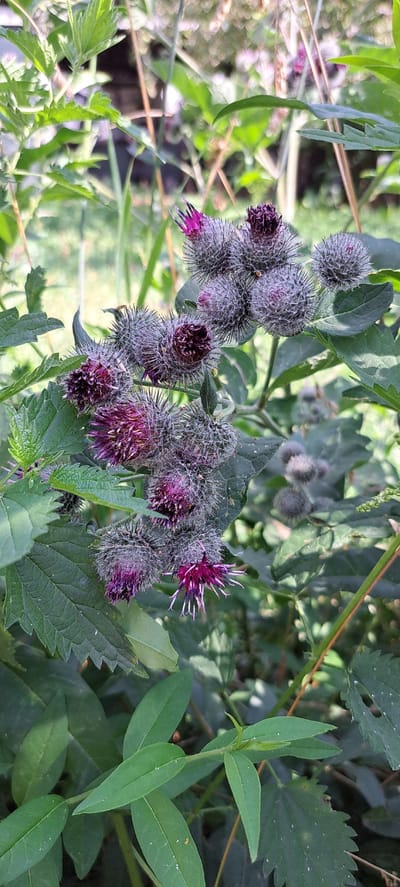 This is a close-up, eye-level outdoor photograph of a cluster of burdock plants in bloom. The burdock burrs are spherical and covered in sharp, hooked spines, with some showing vibrant pink and deep purple flowers emerging from the tips. The burrs are clustered on stems and surrounded by green leaves, some of which are serrated. The background is softly blurred, with hints of more green foliage and what appears to be a wooden fence or structure. The lighting suggests it is daytime. The scene is located in Jangy-Turmush, Kyrgyzstan. There are no people or animals visible in the image.