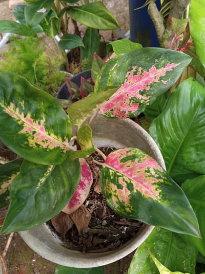 A high-angle, medium shot captures a vibrant potted plant, likely in Palohigeuh, Indonesia. The plant features large, ovate leaves with a striking pattern of dark green, yellow-green, and pink splotches. The leaves are clustered around the center of the plant, which is growing out of a light-colored, possibly concrete, pot filled with dark soil. Dried leaves are scattered on the soil surface. Other greenery surrounds the pot, including ferns, plants with red-edged leaves, and large, glossy green leaves. A blurred glimpse of what appears to be a blue container or structure is visible in the background, suggesting an outdoor setting.