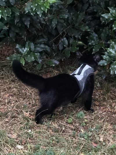 A black cat wearing a grey and white striped harness is lying on the ground next to a dense green bush. The cat's body is mostly visible, with its head tucked away, making it appear as if it's resting or observing something unseen within the foliage. The harness is clearly visible, featuring diagonal grey stripes against a lighter grey background.
The ground is covered in dry grass, twigs, and some small green plants, suggesting an outdoor setting, likely a garden or park. The lighting appears to be natural, hinting at daytime, although the shadows cast by the bush might indicate it's not direct midday sun. The leaves of the bush are dark green and appear healthy and lush.
The overall impression is of a peaceful moment, with the cat enjoying its surroundings in a natural, outdoor environment. There are no visible people, text, or specific time-of-day indicators beyond general daylight. The location cues are minimal, only suggesting an outdoor, potentially vegetated area.