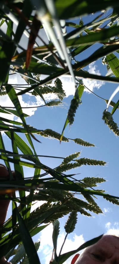 An extreme low-angle shot looks up through a field of ripe wheat stalks towards a bright blue sky with scattered white clouds. The wheat heads, some with developing grains and others with wispy awns, dominate the foreground, creating a dense, overlapping pattern. Sunlight glints off the stalks and heads, highlighting their green and golden hues. In the lower right corner, the edge of a person's face, including an ear and part of their forehead, is visible, suggesting the photo was taken by someone holding the camera low to the ground and looking upwards. The image appears to be taken outdoors in a rural setting, possibly a wheat field in or around Zolota Poliana, Ukraine.