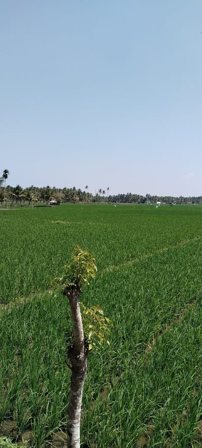 A vibrant green rice field stretches under a clear, light blue sky. In the foreground, a short tree trunk with emerging leaves stands prominently. A line of trees, including palms, borders the horizon. Scattered small structures are visible within the field. The scene conveys a sense of peaceful rural tranquility.