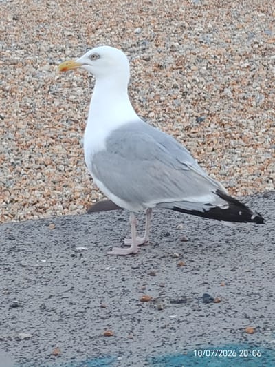 A seagull stands on a paved surface with a pebbled background. The seagull is white with grey wings and black wingtips, and has a yellow beak with a red spot. Its legs are pink. The paved surface is dark grey and appears to be an outdoor walkway or path, possibly near a beach. The background consists of a dense layer of small, multi-colored pebbles. The date stamp "10/07/2026 20:06" is visible in the bottom right corner of the image, suggesting the photograph was taken in Eastbourne, United Kingdom, on July 10, 2026, at 8:06 PM. No other individuals or objects are present in the image.
