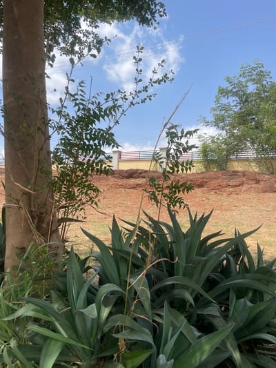 A landscape photograph taken in Hayin Banki, Nigeria, presents a view through foliage and natural elements towards a building in the background. The foreground is dominated by a cluster of large, spiky, succulent-like plants on the right and a tree trunk and leafy branches to the left. A smaller, leafy shrub grows near the tree trunk. In the background, a slightly elevated, reddish-brown terrain extends towards a structure painted in light yellow with red and white stripes along the roofline. Additional foliage partially obscures the view beyond the terrain. Above, a blue sky is scattered with white clouds. A few power lines are visible against the sky. The photograph is taken from a low angle, looking upwards through the foreground plants.