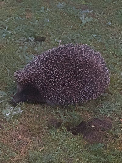 The image shows a hedgehog on grassy ground. The hedgehog is viewed from above, and its body is covered in dark brown and white quills. The hedgehog's face is visible, and it appears to be sniffing the ground. The ground is covered in green grass and some dry leaves. There is a patch of disturbed earth to the right of the hedgehog. The image appears to have been taken during the day, as there is natural light. The setting suggests an outdoor location, possibly a garden or park. There is no visible text in the image. The hedgehog is the sole subject of the image. The activity appears to be foraging or exploring. The overall impression is one of a naturalistic portrayal of a wild animal in its environment.