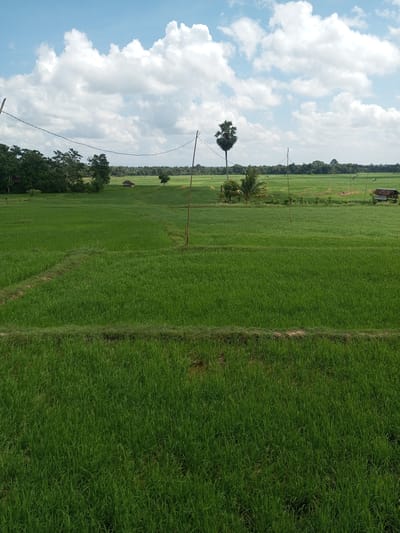 The image depicts a lush green rice paddy field under a bright blue sky with fluffy white clouds. The field is divided into sections by narrow pathways, suggesting agricultural cultivation. A solitary palm tree stands tall in the middle ground, adding a tropical element to the landscape. In the distance, a small, rustic hut with a thatched roof is visible, hinting at rural life. The scene is characteristic of the natural environment found in the village of Turumame, Indonesia, a region known for its extensive rice farming.