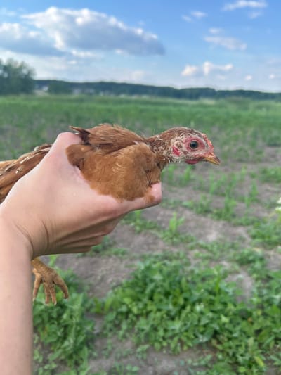 A person's hand is holding a small, light brown chicken in an outdoor setting. The chicken is facing to the right, with its head turned slightly to the left. Its eyes are dark, and its comb and wattles are red. The chicken's legs are visible, with its claws gripping the person's hand. The background is a blurred green field under a partly cloudy blue sky, with a line of trees in the distance. The scene appears to be a rural area, possibly on a farm or in the countryside. The image was taken in Vyshevychi, Ukraine.