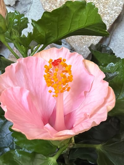 A close-up, vertical, eye-level shot shows a light pink hibiscus flower with yellow stamen and a red tip in focus. The petals are soft and slightly ruffled, with delicate veins visible. The background is out of focus, showing textured grey stone and dark green leaves. The image does not depict any specific location in Oryahovo, Bulgaria, as it is a close-up of a flower.