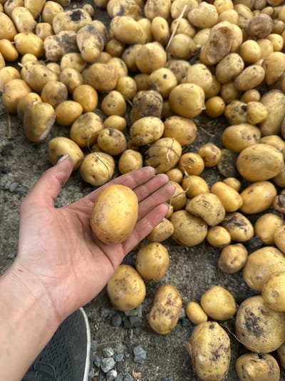An overhead shot shows a person's hand holding a small, oval, yellow potato. The potato is dull yellow with a slightly rough skin and has some dark spots. The hand is pale with visible fingernails and some dirt on the fingers. The background is a dense collection of similar potatoes, varying in size and shape, scattered across a grey, gravelly surface. Some of the potatoes have small, dried stems attached. The scene appears to be an outdoor environment, possibly a field or garden. There is no visible signage or urban infrastructure to suggest a specific location within Mlekarevo, Bulgaria.