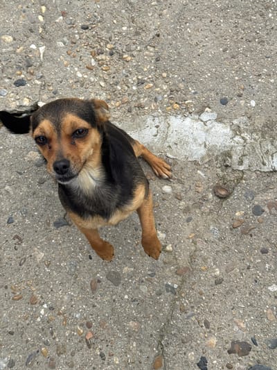 In Profesor Ishirkovo, Bulgaria, a small, tricolor dog is positioned on a coarse concrete surface. The dog, with a black and brown coat, lies or sits facing upward towards the camera. Its dark eyes exhibit minor tear staining below. The dog's left ear is partially obscured by a dark crevice in the concrete immediately to its left. Its front paws and parts of its hind legs are visible, resting on the ground. The concrete ground contains visible aggregate stones and a faded white patch to the right of the animal.