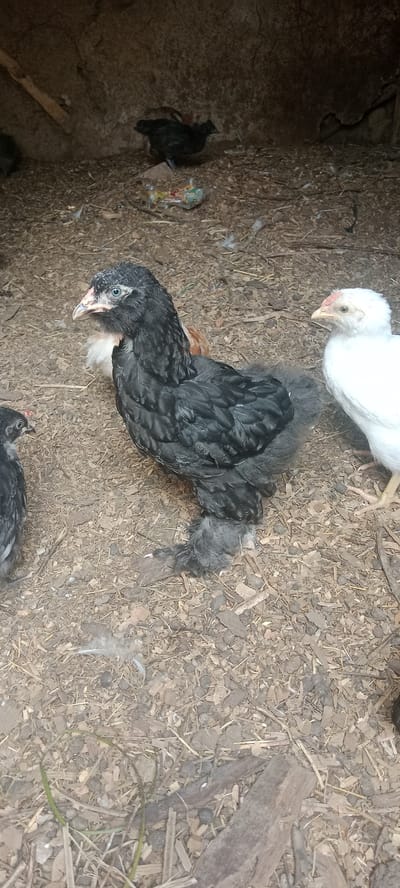 This is a photograph taken in the city of Январцев ауылдық округі, Kazakhstan, showing several chickens in an outdoor enclosure. The ground is covered with wood chips and straw. In the foreground, a large black chicken with fluffy feathers on its legs is prominently featured, facing left. To its right, a smaller white chicken with a red comb stands. To the left of the black chicken, partially visible, is another black chicken. In the background, a black chicken can be seen near some debris and what appears to be a rudimentary structure with wooden beams. The overall lighting suggests it is daytime, with some areas in shadow.