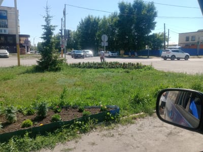 The image depicts a street scene in Atbasar, Kazakhstan, under a clear blue sky. In the foreground, a patch of grass and a raised flower bed with a dark green border are visible. The flower bed contains several small plants and some reddish-orange flowers. To the right, a car's side mirror reflects a person in shorts and a t-shirt standing near a blue vehicle.
Further into the scene, a traffic light is visible, currently displaying red. Several cars are on the road, including a white SUV on the right, a white sedan and a dark sedan in the middle, and other vehicles further down the street. A lone man is standing on the roadside in the middle of the frame, facing away from the camera.
A tall evergreen tree stands to the left of the traffic light. Behind the trees and the road, buildings and more trees are present. The overall environment suggests a typical urban or suburban street.