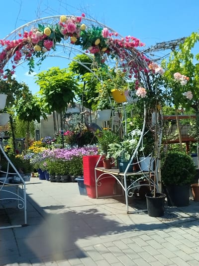 The image depicts a sunlit outdoor plant nursery or garden center with a clear blue sky overhead. A white, ornate archway, adorned with a profusion of pink, yellow, and white flowers, frames the upper left portion of the scene. Beneath the arch, a variety of potted plants are displayed on shelves and the ground. Prominent are rows of colorful flowers, including purple, pink, and yellow varieties, interspersed with greenery. Two decorative heron figures are visible amidst the plants in the mid-ground. In the foreground, a white metal display stand holds more potted plants, including a large hosta. To the right, a dark green evergreen shrub in a black pot is partially visible, next to a red plastic planter. The ground is paved with light-colored rectangular bricks. The overall impression is one of a well-stocked and vibrant garden retail space. The provided context indicates this scene is located in Strakonice, Czechia.