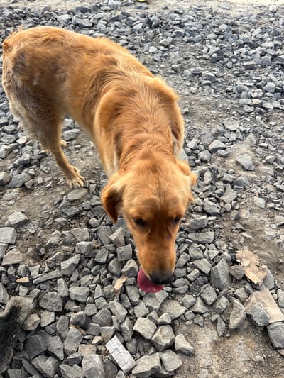 The image depicts a medium-sized, tan-colored dog standing on a ground covered with gray gravel and dirt. The dog is facing downwards, with its tongue slightly extended. Its fur appears somewhat disheveled, and the overall environment seems to be outdoors, possibly in a less-maintained area. There are no people visible in the image. The ground is uneven, with scattered rocks of various sizes. A small piece of white paper, possibly a label or packaging, is visible among the rocks. The lighting suggests it is daytime. The location is identified as Skrzydlna, Poland.