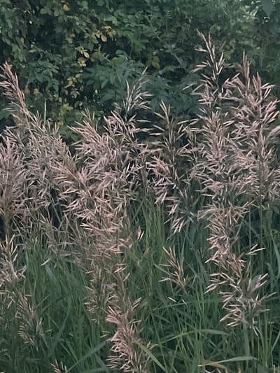 A close-up, eye-level, vertical shot captures a dense cluster of tall, dry grass stalks with feathery seed heads. The stalks are predominantly light brown and beige, with some hints of pinkish hues, and are densely packed together, obscuring the background. The seed heads are airy and feathery, with individual awnings or bristles extending outwards. The lower portions of the grass are green and appear softer. Behind the grass, a dark, out-of-focus background suggests foliage, possibly trees or shrubs, with muted green and some lighter, yellowish-green leaves visible, indicative of a natural, outdoor setting within the city of Bârnova, Romania. The lighting appears dim, suggesting it could be dusk or an overcast day.