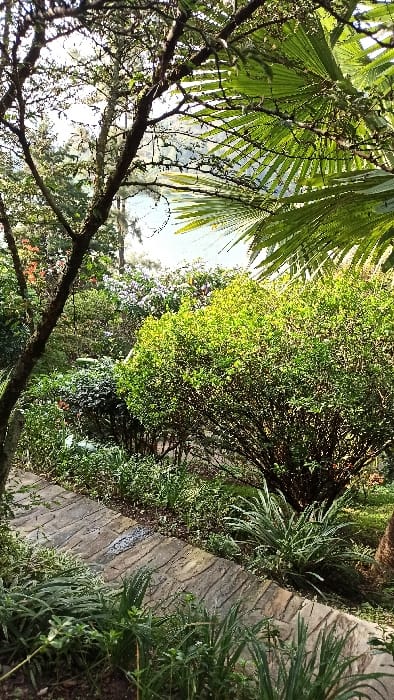 This image captures a vibrant, lush garden or natural area, likely situated in Bwishyura, Rwanda, characterized by abundant green vegetation and a winding path.
In the upper left, large, fan-like fronds of a palm-like plant dominate the frame, displaying bright green hues where sunlight illuminates them. Below these, a network of darker, gnarled tree branches stretches across the middle ground.
The central and left portions of the scene are densely packed with various types of foliage. Bushes and smaller trees showcase a rich spectrum of greens, from brilliant, lighter shades reflecting direct sunlight to deeper, darker tones in more shaded areas.
On the right side, a textured path made of stone or concrete slabs, appearing to mimic wood grain or rough-hewn rock, gently curves through the verdant landscape. This path is bordered by smaller, leafy plants and ground cover.
The scene is brightly lit by natural daylight, with clear highlights on the vegetation indicating sunny conditions during the daytime. Patches of bright sky are visible through the trees. The overall impression is one of peaceful, thriving nature. There are no people, animals, or discernible text visible within the image.