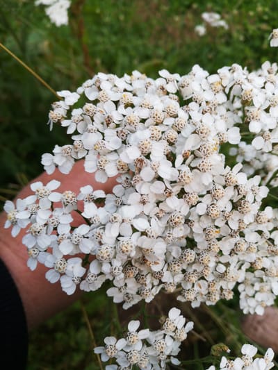 In a close-up shot, a hand with visible skin texture is holding a large cluster of small white flowers with yellow centers. The flowers are arranged in a corymbose cyme inflorescence, with many individual florets forming a dense, flat-topped or slightly convex cluster. The background consists of blurred green foliage and some dried brown grass or stalks, suggesting an outdoor, natural setting. The image appears to be taken in the Новапагосцкі сельскі Савет, Belarus, likely during a warm season given the blooming flowers.