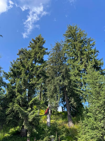 The image shows a forest with several tall evergreen trees against a bright blue sky with scattered white clouds. In the lower part of the image, there is a wooded area with dense undergrowth and some smaller evergreen saplings. A weathered wooden post with a red and black flag attached to it is visible among the trees. There is also a sign attached to the trunk of one of the trees. The overall scene depicts a natural outdoor environment. The location is stated to be in the city of Chorna Tysa, Ukraine.