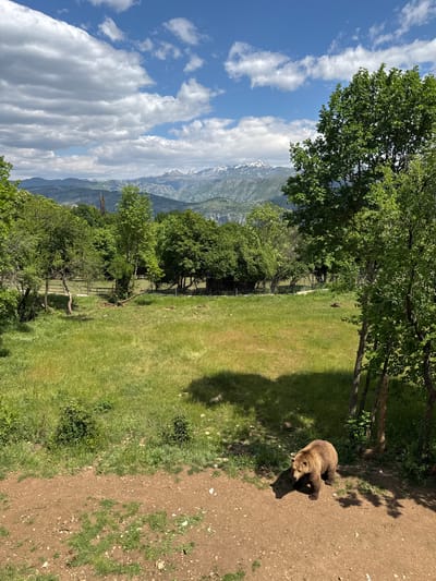 A landscape scene includes a bear resting on a dirt area adjacent to a grassy field, with trees framing the upper portion of the view. In the background, mountains are visible under a sky with clouds. The location is Gornje Mrke, Montenegro.