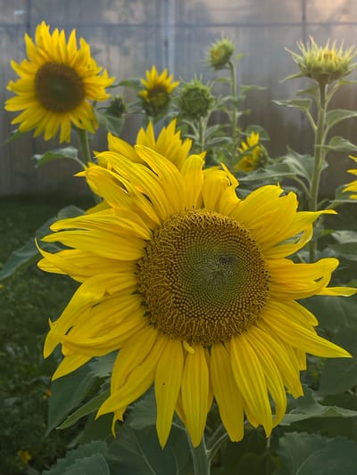 The image depicts a close-up view of a sunflower in a garden. The sunflower, in full bloom, has bright yellow petals and a dark brown center. In the background, other sunflowers, some in bud form, are visible along with green foliage and a light-colored fence. The scene appears to be outdoors, with natural light illuminating the flowers. The location is identified as Perevoznoye, Russia.